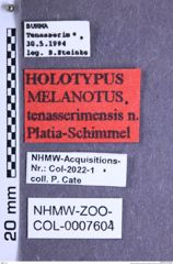 Etikette zu Melanotus tenasserimensis (Platia & Schimmel, 2001) (NHMW-ZOO-COL-0007604)